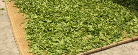 红茶工艺生产工艺