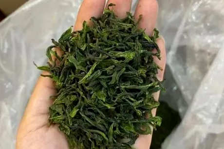 六安瓜片需要冷藏吗？