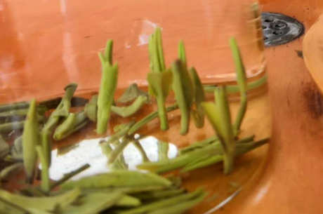 竹绿茶是竹叶吗？