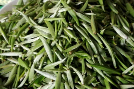 竹绿茶是竹叶吗？