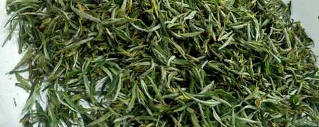 黄山毛尖属于什么茶？