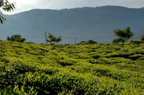 无量山普洱茶属于哪个产区？
