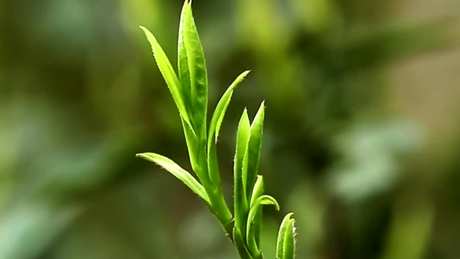 竹叶青茶的产地在哪里？
