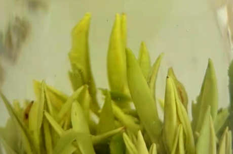 银针茶在哪里生产？
