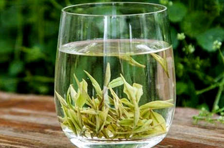 安吉白茶怎么样？
