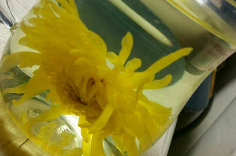 金丝菊的冲泡禁忌
