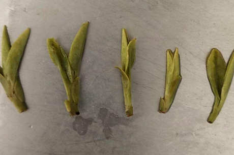 望海潮是什么品种的茶？