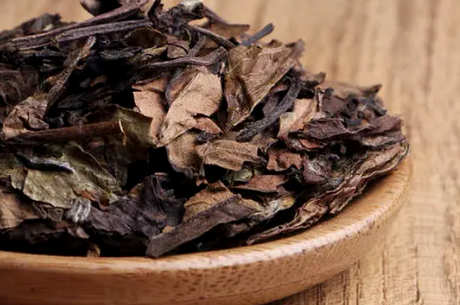 老白茶性寒还是性温？