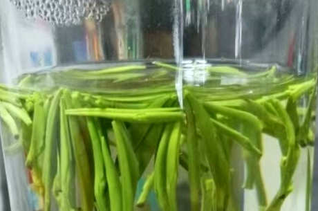 保康松针怎么红？
