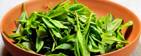 青岛生产茶叶吗？