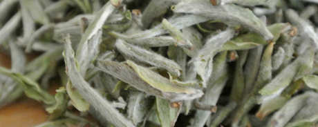哪种茶包括白茶？