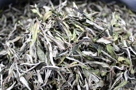 哪种茶包括白茶？