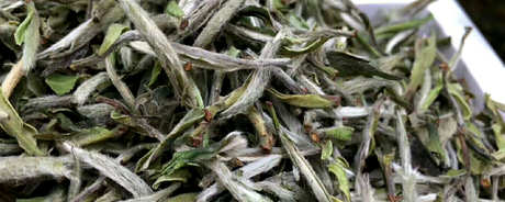 白茶和红茶有什么区别？