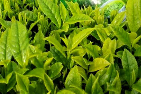 珍眉茶是什么茶？