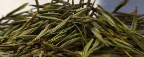 稀有白茶是什么茶？
