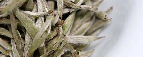 怎样喝白茶才好