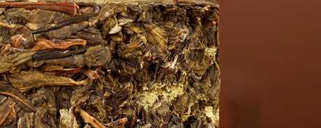 小家庭赛古树普洱茶特点