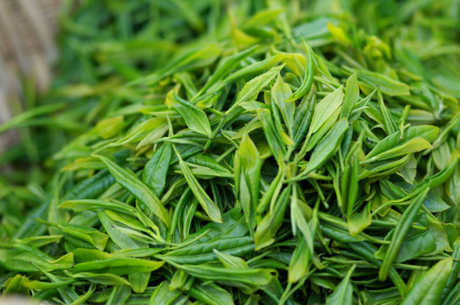 秦巴雾属于什么茶？