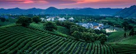 香山翠峰属于什么茶？