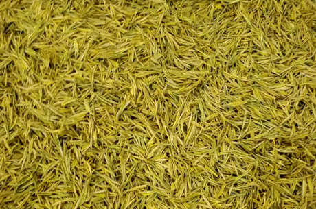 保靖黄金茶属于什么茶？