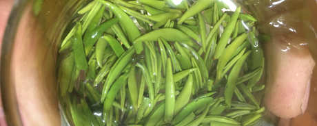 巴山雀舌属于什么茶？