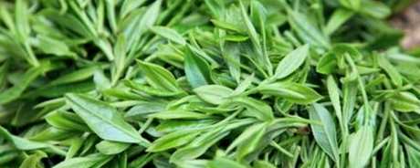 有机茶是什么意思？