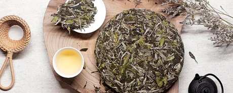 大白茶是什么茶种？