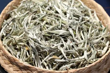大白茶是什么茶种？