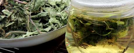 蒲公英茶是凉还是热？