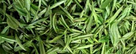 观山茶是什么茶？