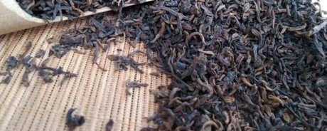 什么茶属于大叶茶？