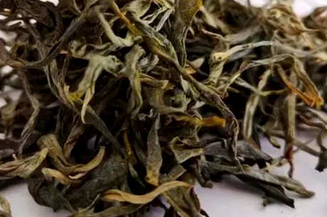 什么茶属于大叶茶？