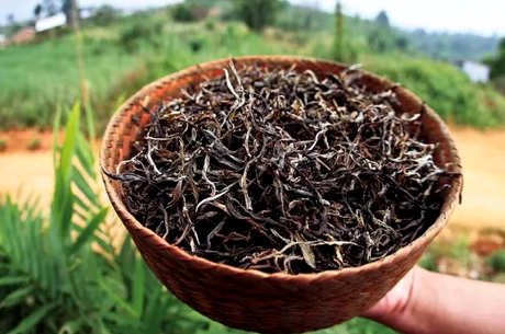 普洱生茶属于什么茶？