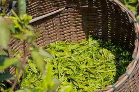 绿茶和碧螺春的区别