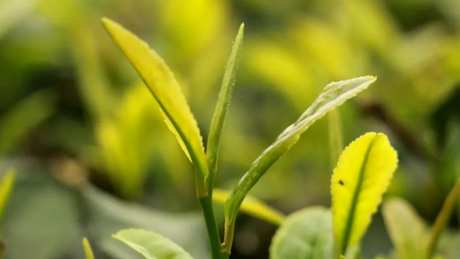 谷雨茶属于什么茶？