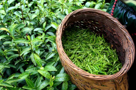 谷雨茶属于什么茶？