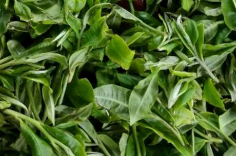 谷雨茶是什么茶？