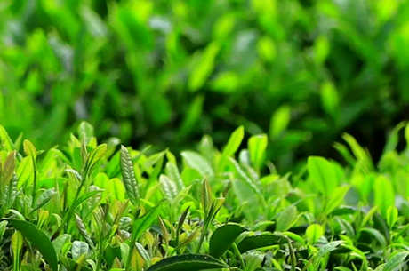 谷雨茶是什么茶？