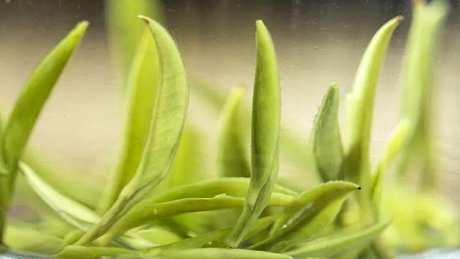 雀舌茶的特点是什么？