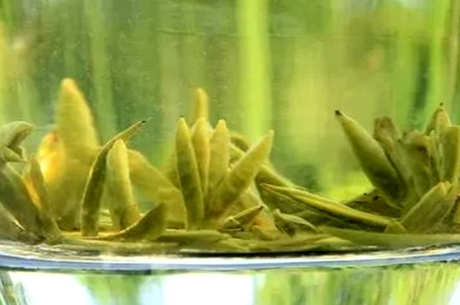 雀舌茶的特点是什么？