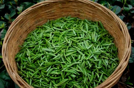 贵州名茶有哪些品种？