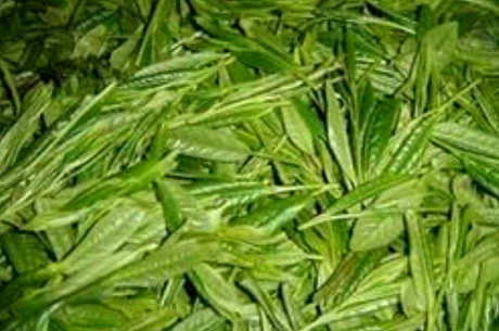 猴魁属于什么茶功效？