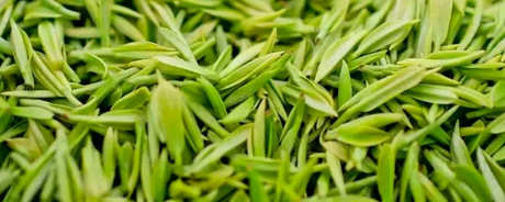 商南泉茶属于什么茶？