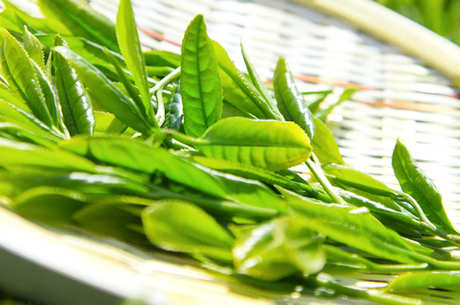 南京雨花茶属于什么茶？