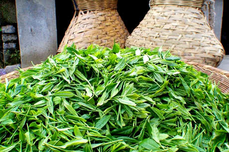 西乡炒青茶属于什么茶？