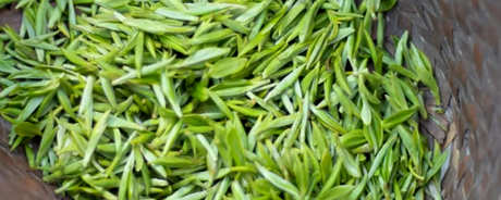 乌牛早茶是绿茶吗？