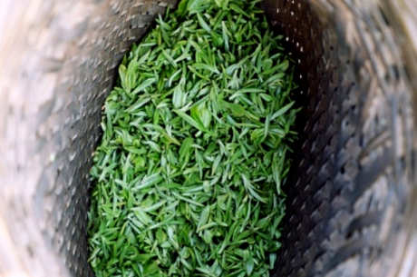 乌牛早茶是绿茶吗？