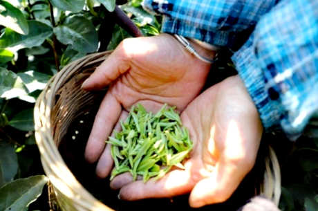 乌牛早茶是绿茶吗？