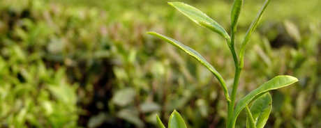 南京雨花茶是绿茶吗？