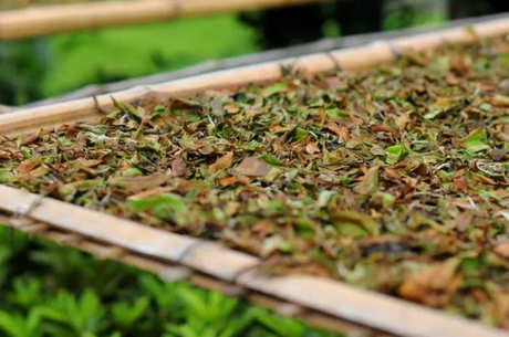 白茶工艺生产工艺